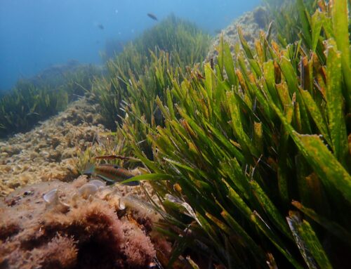 Entendiendo procesos de desertificación gracias a la física de sistemas complejos. El ejemplo de la Posidonia oceanica